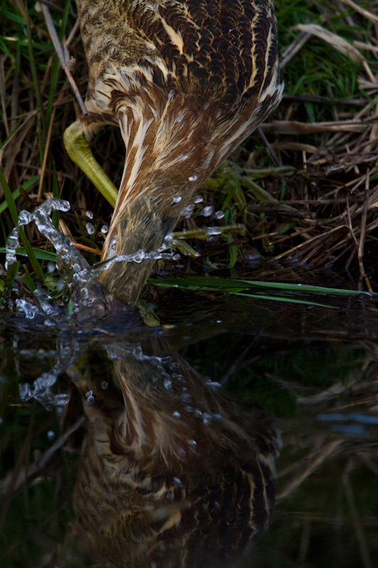 American Bittern Fishing